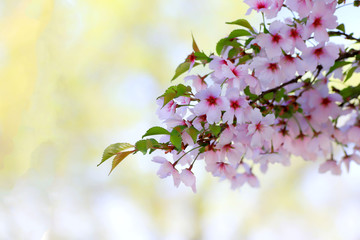 Beautiful white and pink cherry flowers bloom on a tree branch. Cherry fruit tree close-up. Romantic gentle floral natural spring background of blooming sakura, free space for text.