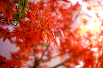 Meple leaf in nature.