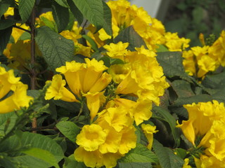 Obraz premium yellow flower nature scene wallpaper