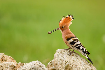 Eurasian Hoopoe - Upupa epops, beautiful orange bird from European forests and meadows, Hortobagy,...
