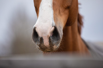 closeup portrait of nose of chestnut budyonny horse - Powered by Adobe