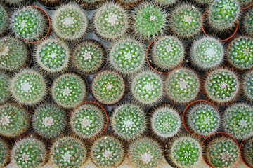 cactus and Barbary fig, cactus pear, flower plants in a nursery.Flora of The desert . selective...