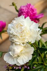 bud of pink and white peony flower in garden