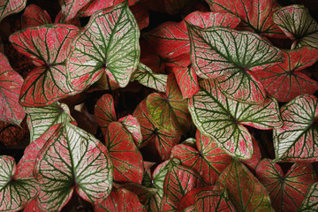 Top view of Colorful ornamental leaves of Caladium or Angel Wings or Heart of Jesus and elephant ear , The tropical foliage plant for background