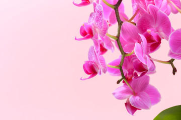 Fototapeta na wymiar Pink orchid close up view on pastel pink background. - Image