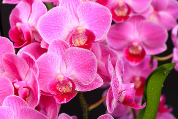 Pink orchid close up view on black background. - Image
