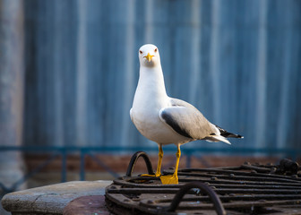 Face to face with a yellow-legged gull in Venice