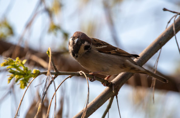 Sparrow on a tree branch against the blue sky