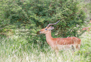 Impala ram doing a mating call to attract females isolated in the wild image in horizontal format