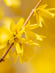 Yellow flower in the park in spring