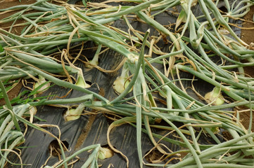 乱雑に放置された刈り取られたネギ玉模様