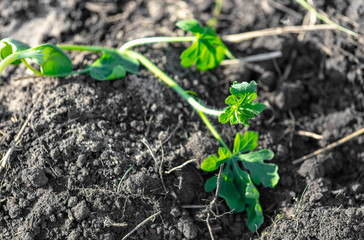 Watermelon seedlings in the ground in spring
