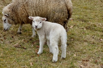 lamb and sheep in field