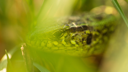A green lizard is hiding in the grass in nature