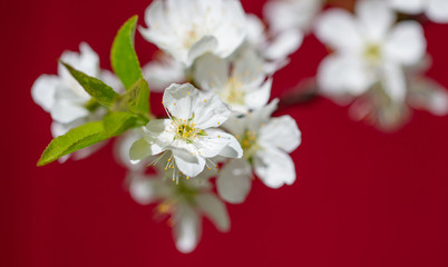 White flowers on a fruit tree on a red background