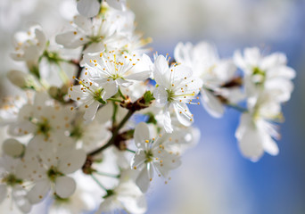 White flowers on a fruit tree on nature