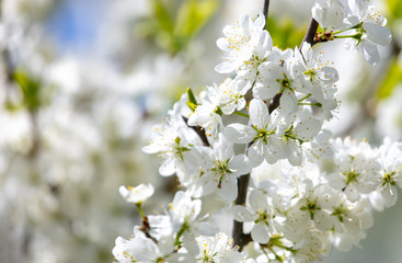 Obraz premium White flowers on a fruit tree on nature
