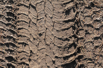 Tire tracks on the dirt road