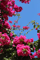 beautiful background of a lush bush of bright pink flowering bougainvillea plants in contrast with a blue sky, perfect for cards for birthday, women's day, Valentine's day