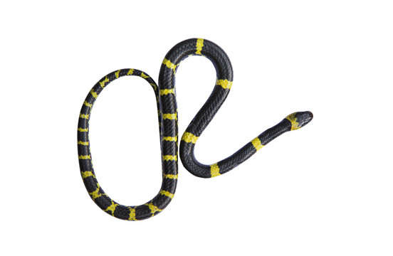 Banded krait or bungarus fasciatus snake isolated on white background top view closeup single