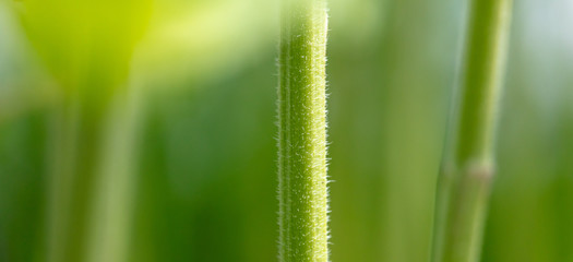 Green stem of a herbaceous plant.