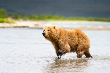 Ruling the landscape, brown bears of Kamchatka (Ursus arctos beringianus)