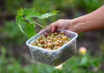 Gooseberry in a woman's hand