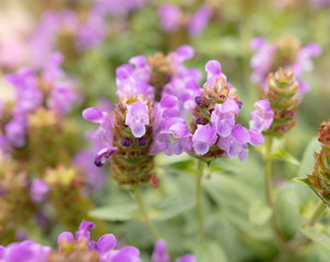 Pink flower in the park.