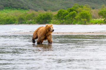 Obraz premium Ruling the landscape, brown bears of Kamchatka (Ursus arctos beringianus)