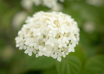 White flower in the park.