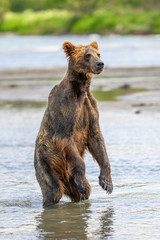 Obraz premium Ruling the landscape, brown bears of Kamchatka (Ursus arctos beringianus)