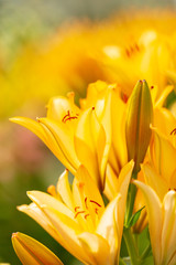 Obraz premium Yellow flower in the park.