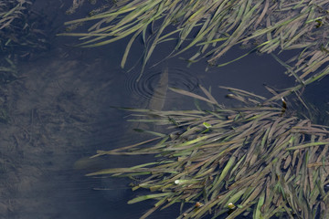 big fish hiding from the fisherman in the algae under the water