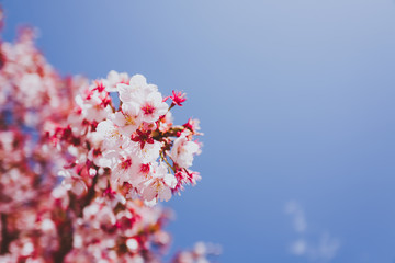 桜 カンザクラ 青空 日本 横