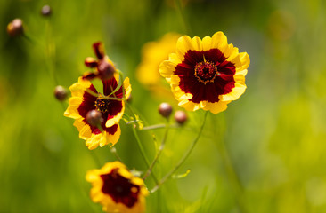 Obraz premium Orange flower in the park.