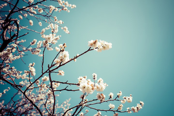 桜 カンザクラ 青空 日本 横