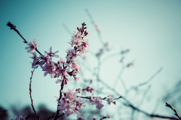 桜 カンザクラ 青空 日本 横