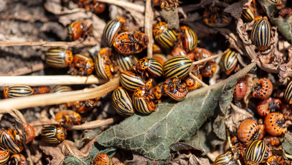 Dead Colorado beetles are lying on the ground