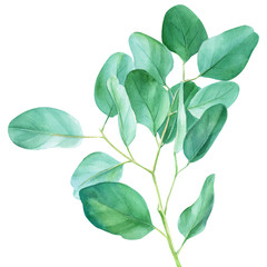 Fototapeta na wymiar Eucalyptus branches and leaves, watercolor illustration, green leaves on an isolated white background