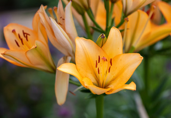 Obraz premium Orange flower in the park.