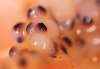 Fototapeta premium Red caviar in a shrimp as a background