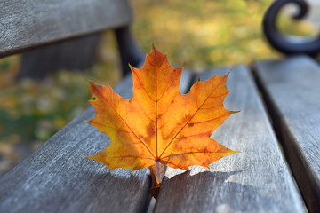 Red maple leaf on the bench