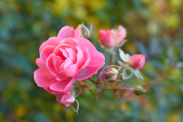 The sprig of pink roses