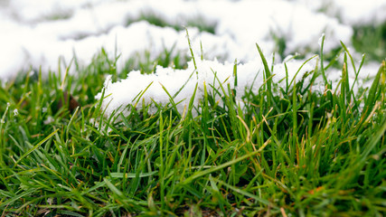 Green sprouts winter wheat under snow. White snow and fresh young grass spring banner background