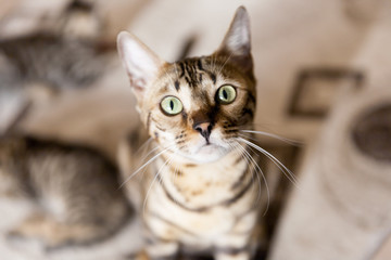 beautiful adult bengal cat close up portrait with leopard-like dark spots and green eyes