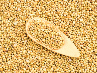 Spice coriander (Coriandrum sativum) in wooden spoon on coriander background. Indian cuisine, ayurveda, naturopathy concept