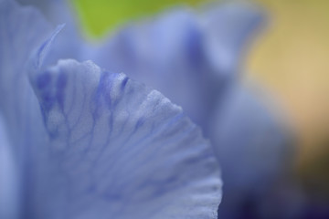 Blured blue iris petals