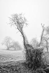 Trees in winter with hoarfrost