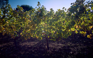 Vineyard in the early Autumn after harvesting