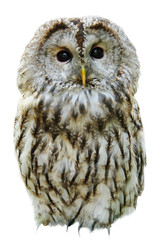 Single isolated owl on plain backdrop